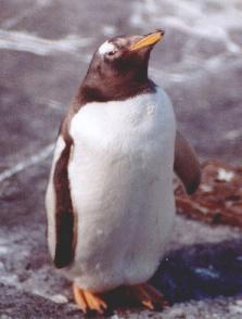 zoo-penguin.JPG (10150 bytes)