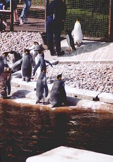 zoo-penguins-lineup.JPG (23162 bytes)